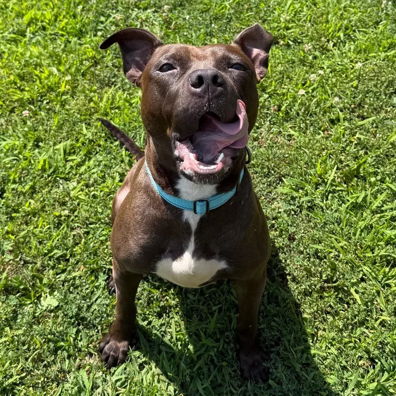 An adult medium-sized female Brown / Chocolate Pit Bull Terrier dog named Coco for adoption in Springfield, MA