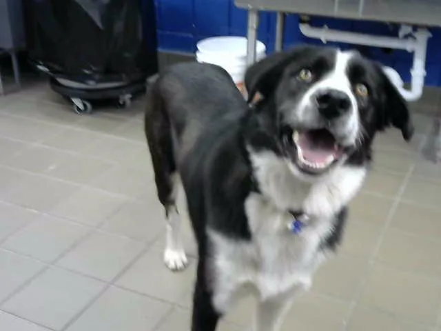 A young medium-sized male Border Collie dog named Buckwheat for adoption in Albuquerque, NM