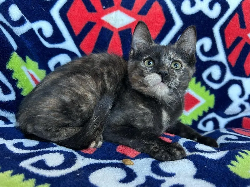 A baby small-sized female Domestic Short Hair cat named Velora for adoption in Corpus Christi, TX