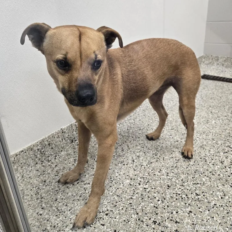 An adult medium-sized female Yellow / Tan / Blond / Fawn Terrier dog named Nellie Bean D for adoption in Princeton, MN