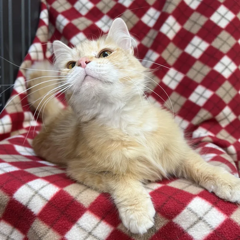 A young medium-sized female Orange & White Domestic Medium Hair cat named Ruby  No Fee for adoption in Fairmont, MN
