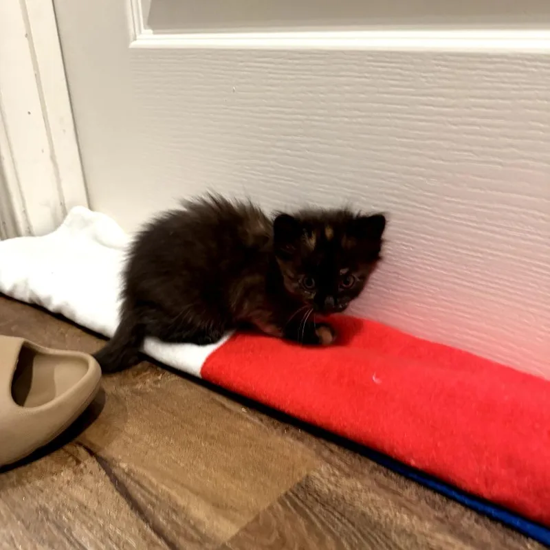 A baby small-sized female Tortoiseshell Domestic Medium Hair cat named Tigger for adoption in San Antonio, TX