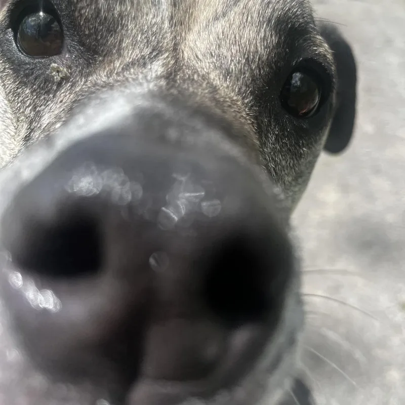 An adult medium-sized male Gray / Blue / Silver Mixed Breed dog named Dunkin for adoption in Fairport, NY