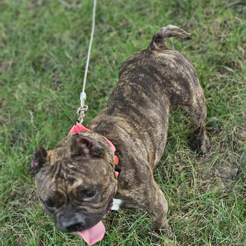 Buttercup so il thumbnail 3