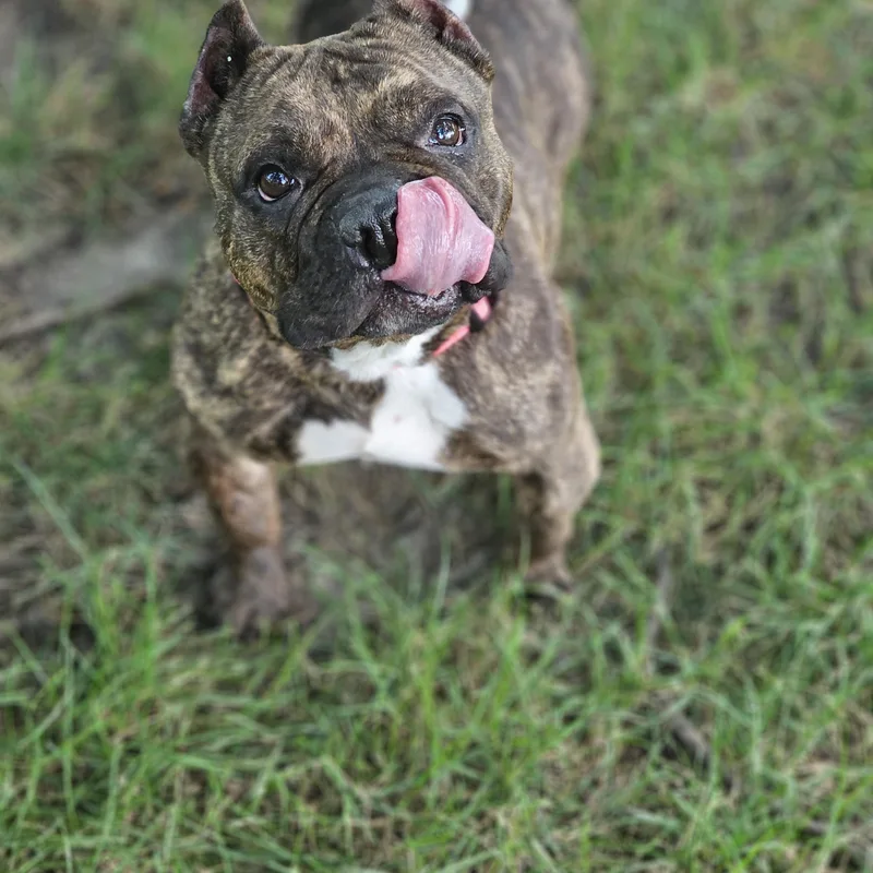 Buttercup so il thumbnail 4