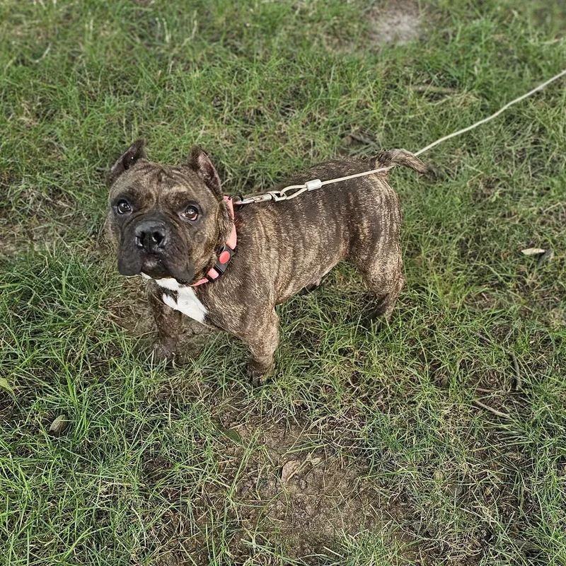 Buttercup so il thumbnail 6
