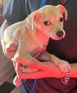 A baby small-sized male White / Cream Chihuahua dog named Carlos for adoption in Dawson, GA