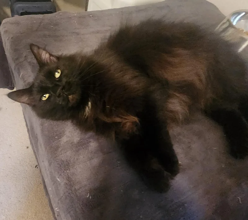 A young small-sized female Black & White / Tuxedo Domestic Long Hair cat named Wednesday for adoption in Elk Grove, CA