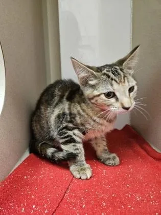 A baby small-sized female Domestic Short Hair cat named Cheryl Lynn for adoption in Bellevue, WA