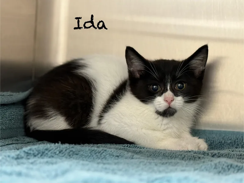 A baby medium-sized female White Domestic Short Hair cat named Ida for adoption in Pawleys Island, SC