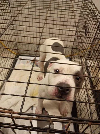An adult medium-sized male Mixed Breed dog named Joes for adoption in Atlanta, GA
