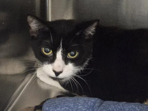 An adult medium-sized female Domestic Short Hair cat named Toby for adoption in Webster, MA
