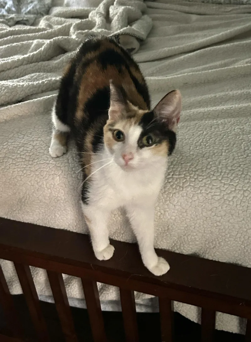 A young medium-sized female Calico cat named Chloe for adoption in LAMPASAS, TX