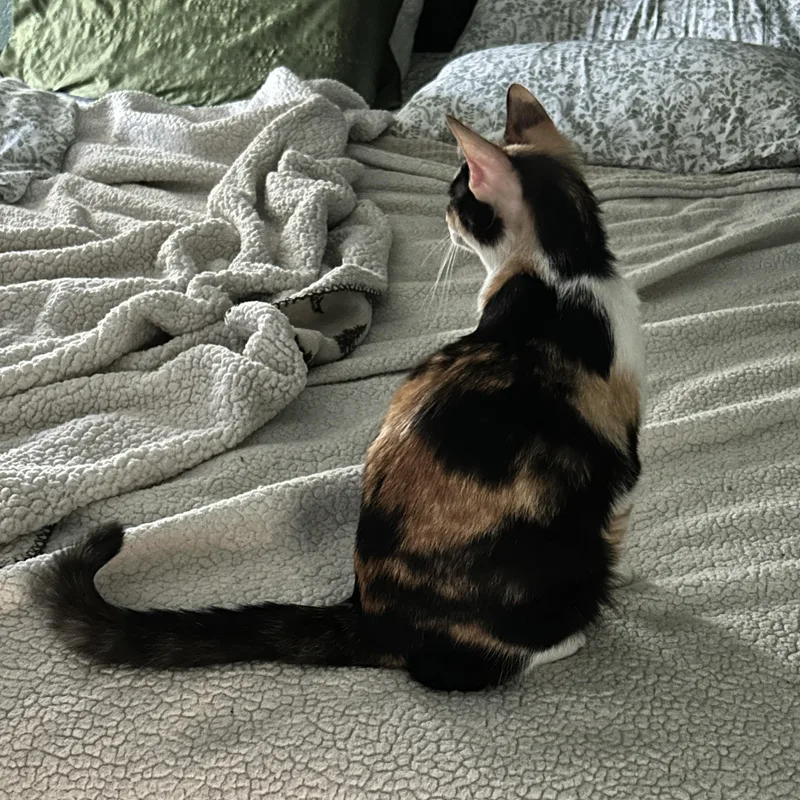 Chloe thumbnail 3