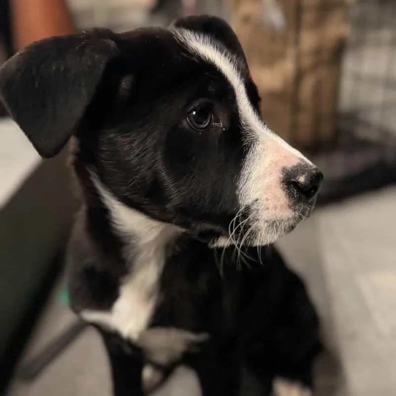 Rose~ Sweet And Obedient thumbnail 2