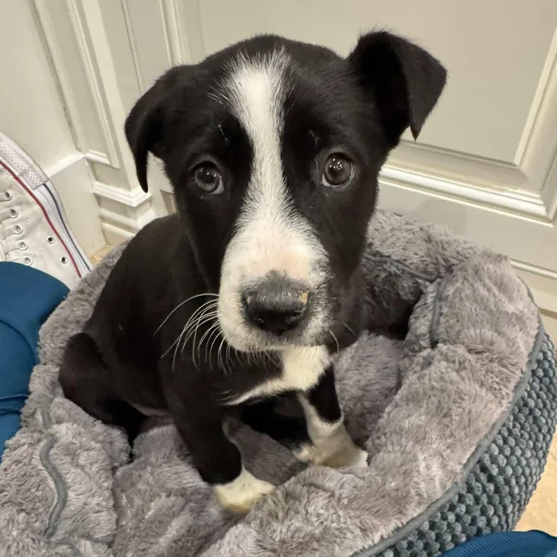 Rose~ Sweet And Obedient thumbnail 3