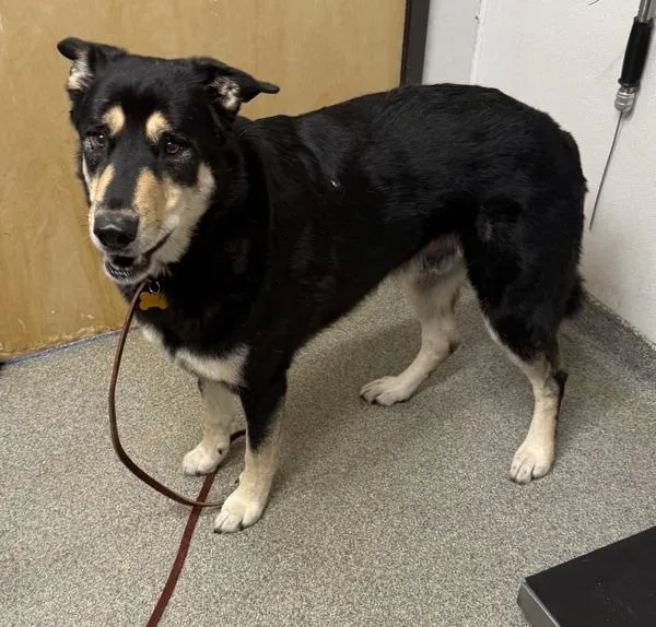 An adult large-sized male German Shepherd Dog dog named Snoopy for adoption in Escondido, CA