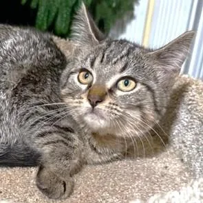 A baby medium-sized female Tabby (Buff / Tan / Fawn) Bengal cat named Selena The Softest for adoption in Danbury, CT