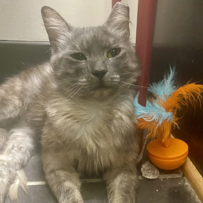 A young medium-sized female Smoke Domestic Medium Hair cat named Geraldine for adoption in Richmond, VA