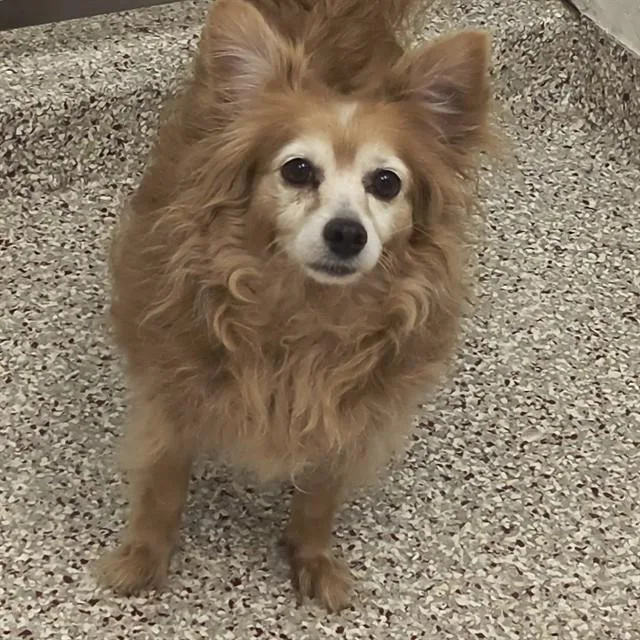 An adult small-sized female Terrier dog named Piper for adoption in Tucson, AZ