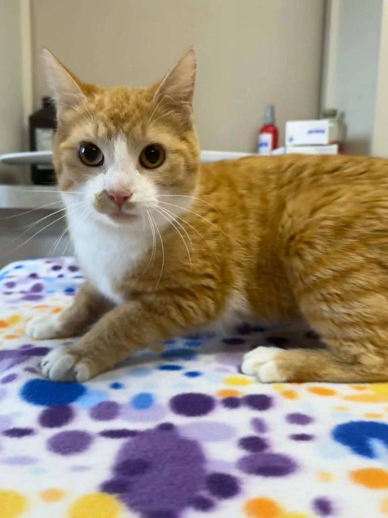 A young medium-sized female Domestic Short Hair cat named Tulip for adoption in Marion, OH