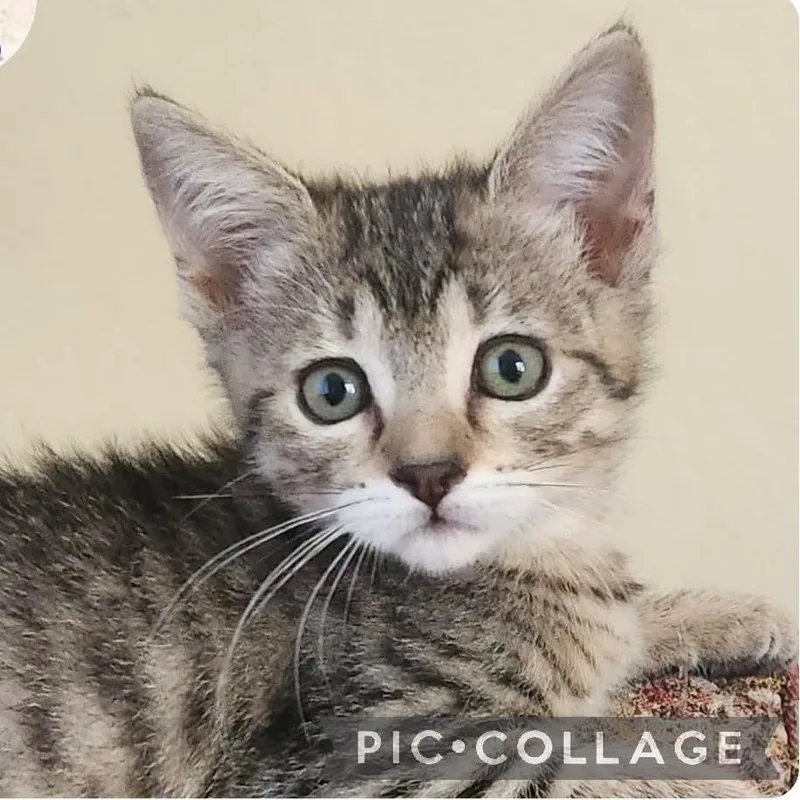 A baby small-sized female Black Domestic Short Hair cat named Ladybug for adoption in Orangevale, CA