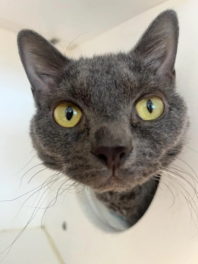 Nylah