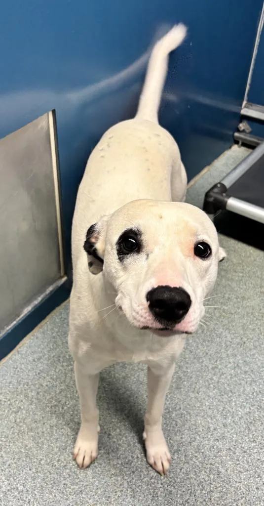 A young small-sized female Mixed Breed dog named Rhiannon for adoption in Warrenton, NC