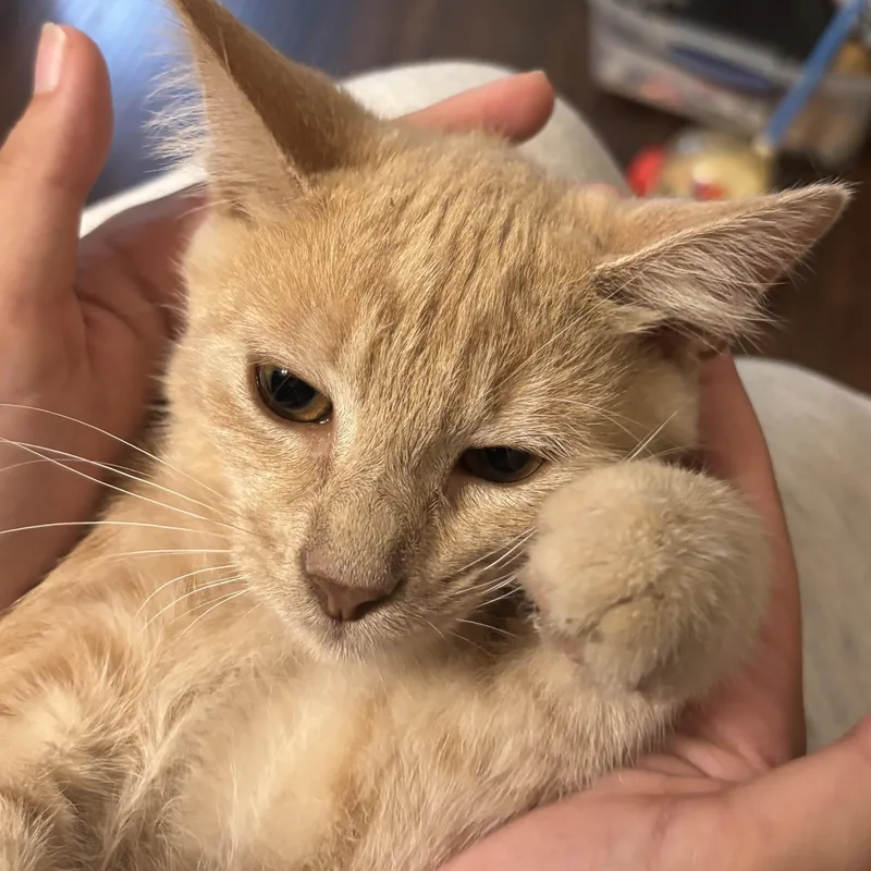A baby small-sized male Tabby (Orange / Red) Domestic Short Hair cat named Rango for adoption in Liverpool, TX