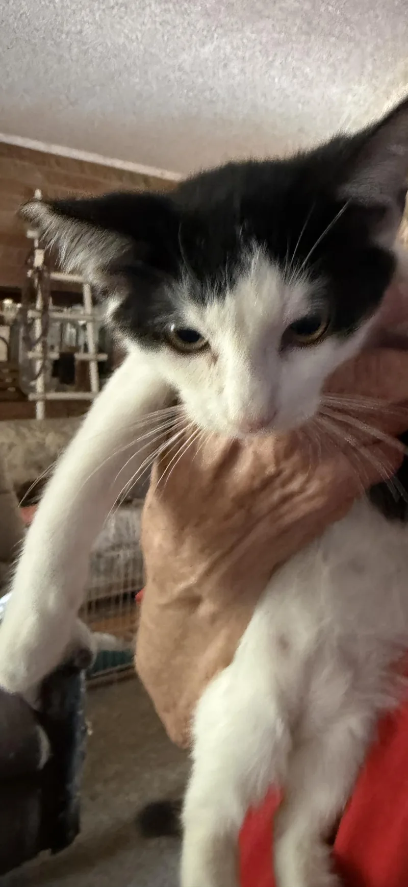 An adult medium-sized female Tuxedo cat named Apache for adoption in Las Vegas, NV