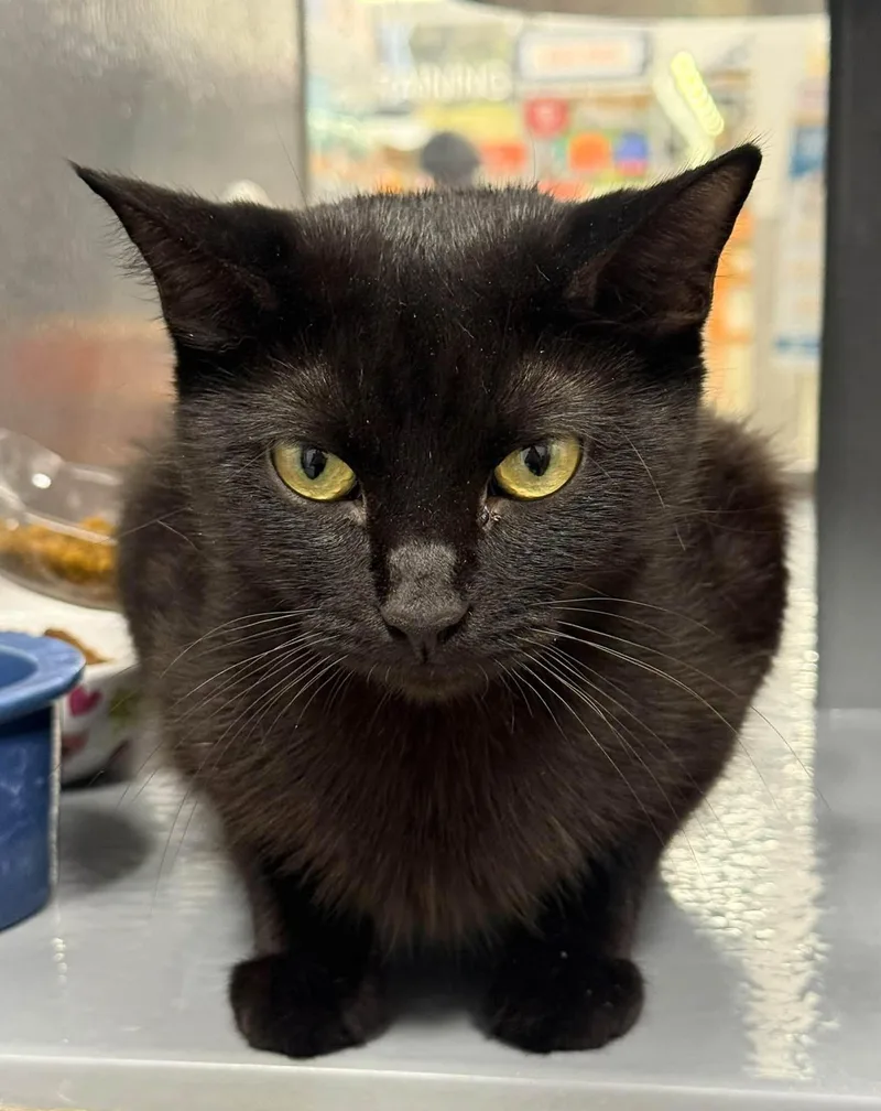 A baby medium-sized female American Shorthair cat named Lena Gentle Observer for adoption in Pickerinton, OH