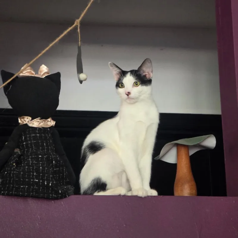 A young medium-sized female White Domestic Short Hair cat named Mathea for adoption in Port Richey, FL