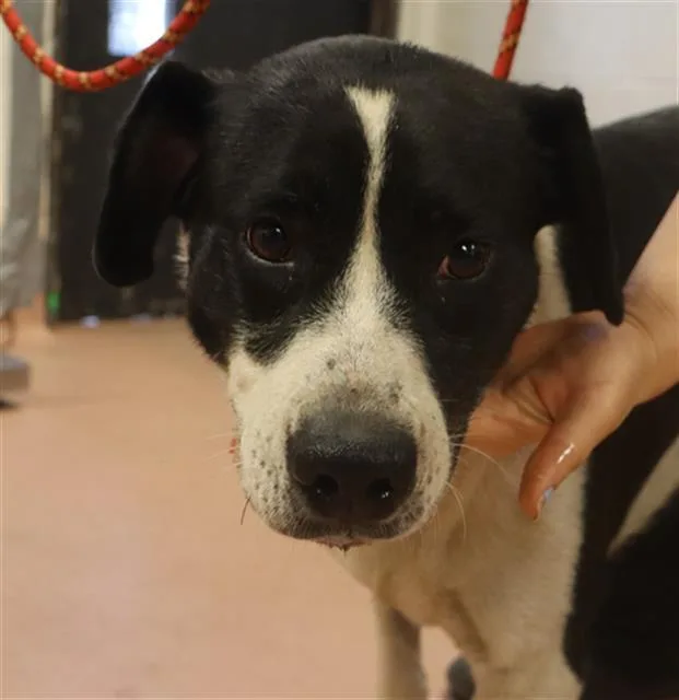 An adult large-sized female Mixed Breed dog named Daisy for adoption in Columbia, SC