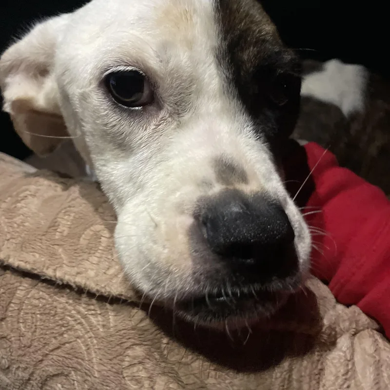 Miss Piggy thumbnail 2