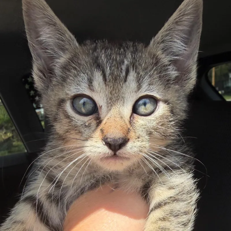 A baby small-sized female Brown / Chocolate Domestic Short Hair cat named Amethyst for adoption in Klamath Falls, OR