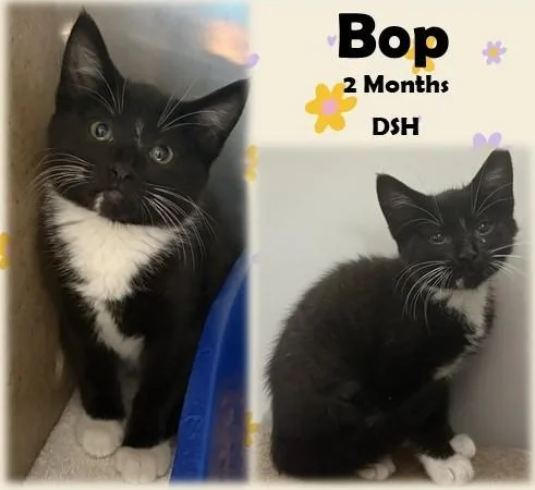A young medium-sized female Black & White / Tuxedo Domestic Short Hair cat named Bop for adoption in Franklin, IN
