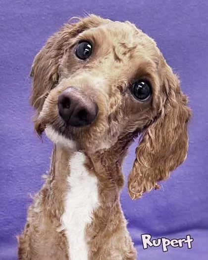 Rupert