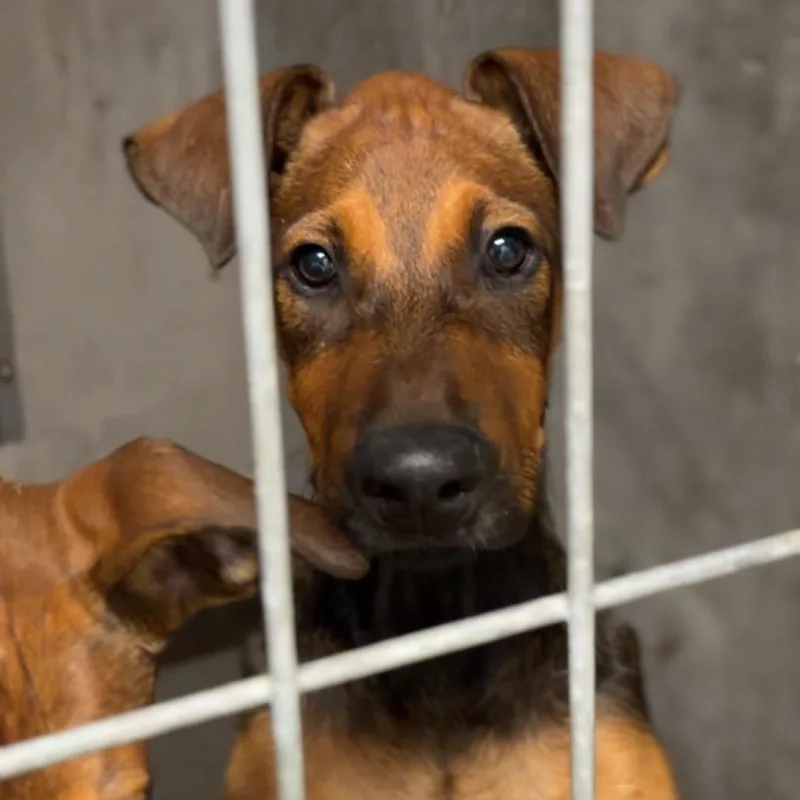 A baby medium-sized male Brown / Chocolate Shepherd dog named Brownie A for adoption in Mission Hills, CA
