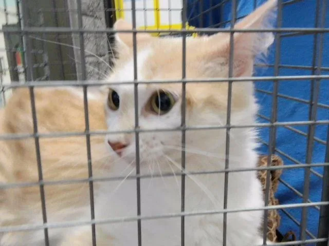 An adult medium-sized female Domestic Short Hair cat named Sassy for adoption in Tulsa, OK