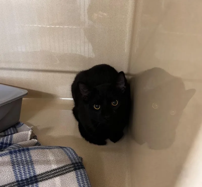 A young medium-sized male Domestic Short Hair cat named Expert Electrician for adoption in Gautier, MS