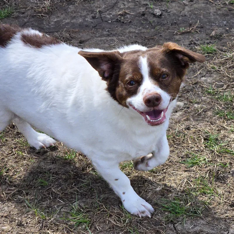 An adult medium-sized male White / Cream Rat Terrier dog named Mopsy for adoption in Normal, IL