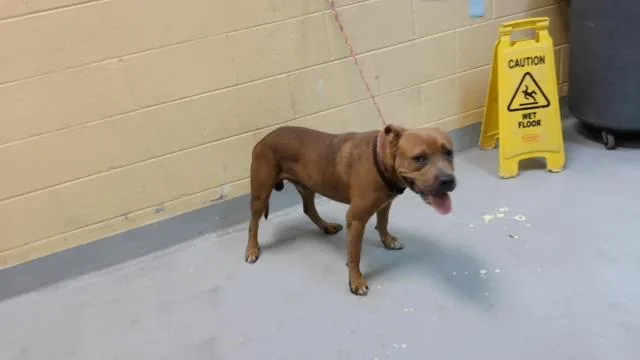 An adult large-sized male Pit Bull Terrier dog named Stanley for adoption in Tulsa, OK