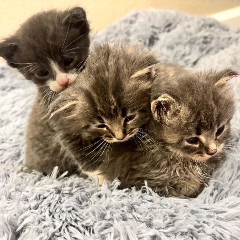 A baby small-sized male Gray / Blue / Silver Domestic Long Hair cat named Oto for adoption in Commerce City, CO