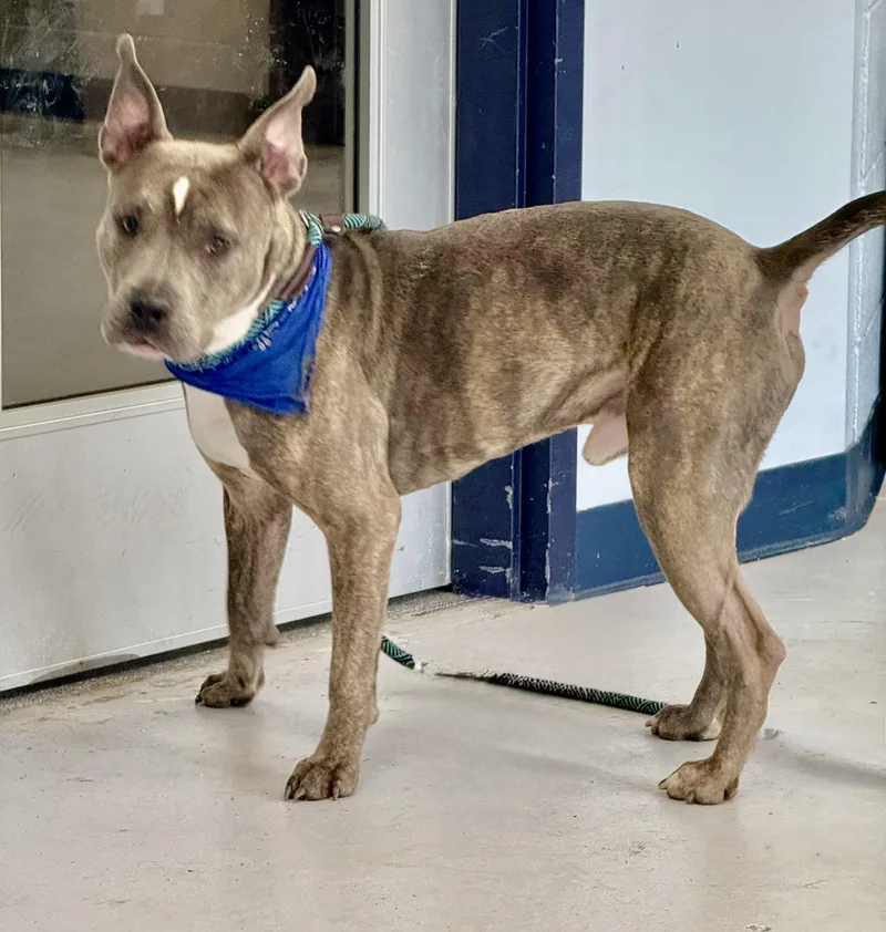A young medium-sized male Gray / Blue / Silver American Staffordshire Terrier dog named Riley for adoption in Yonkers, NY