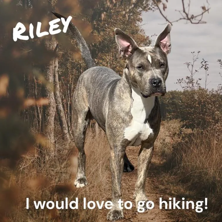 Riley thumbnail 5