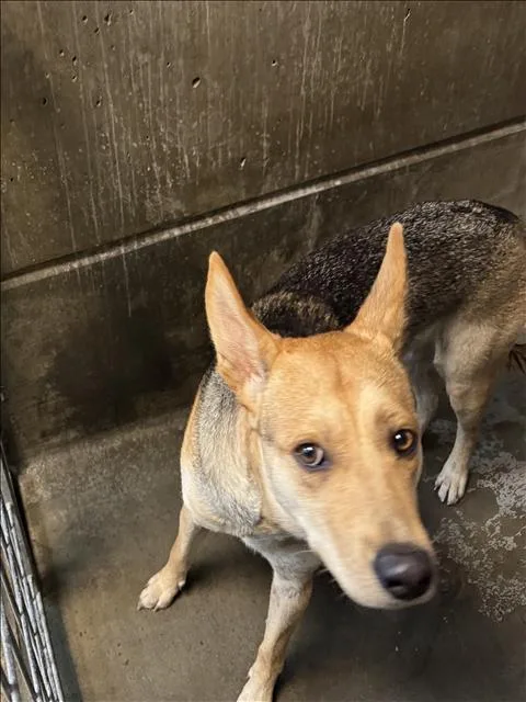 A young large-sized male German Shepherd Dog dog named Spike for adoption in Los Angeles, CA