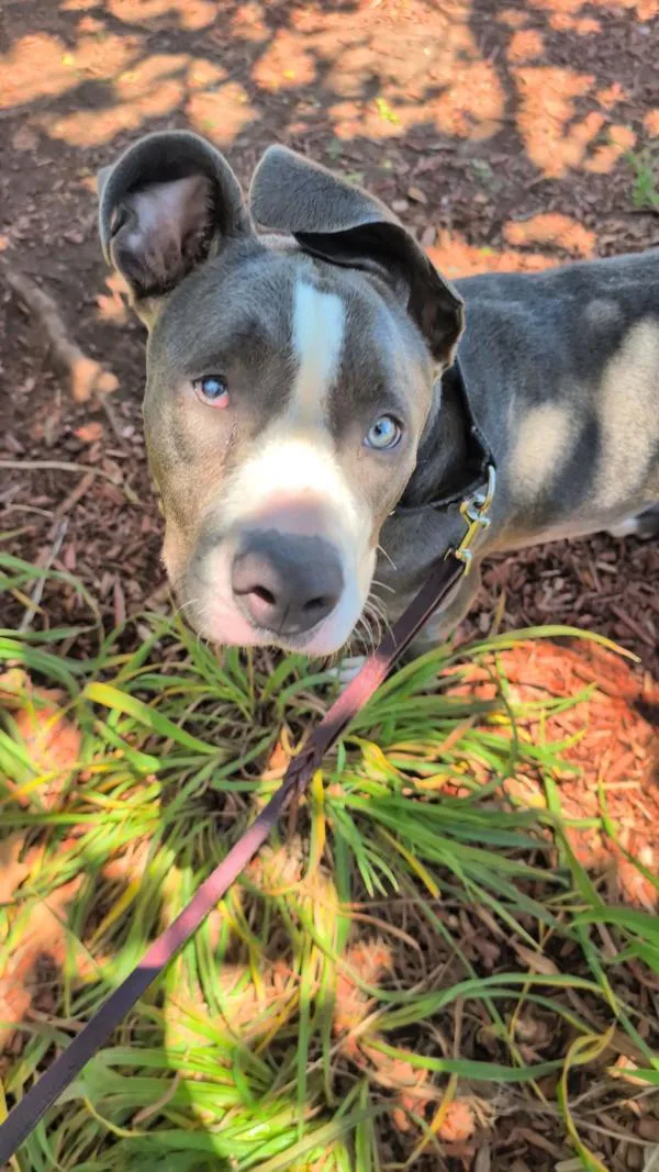 A young medium-sized female Pit Bull Terrier dog named Kubaba for adoption in San Diego, CA