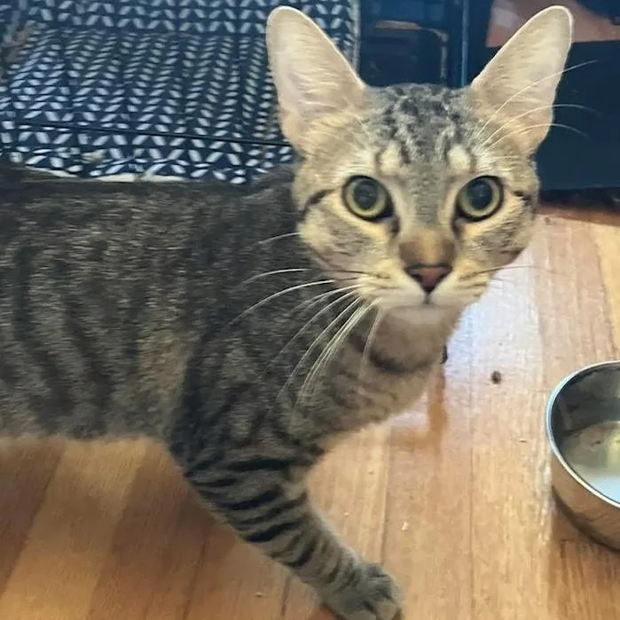 A young medium-sized male Tabby (Gray / Blue / Silver) Domestic Short Hair cat named Bat for adoption in Chicago, IL