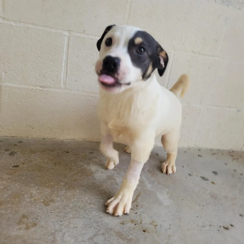 A baby medium-sized male White / Cream Mixed Breed dog named Boomerang for adoption in LOXAHATCHEE, FL