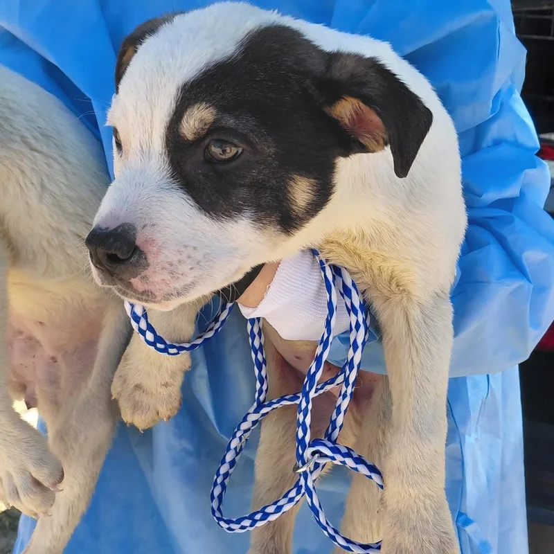 Boomerang thumbnail 2